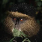 12-Day Tanzania and Rwanda Adventure Safari