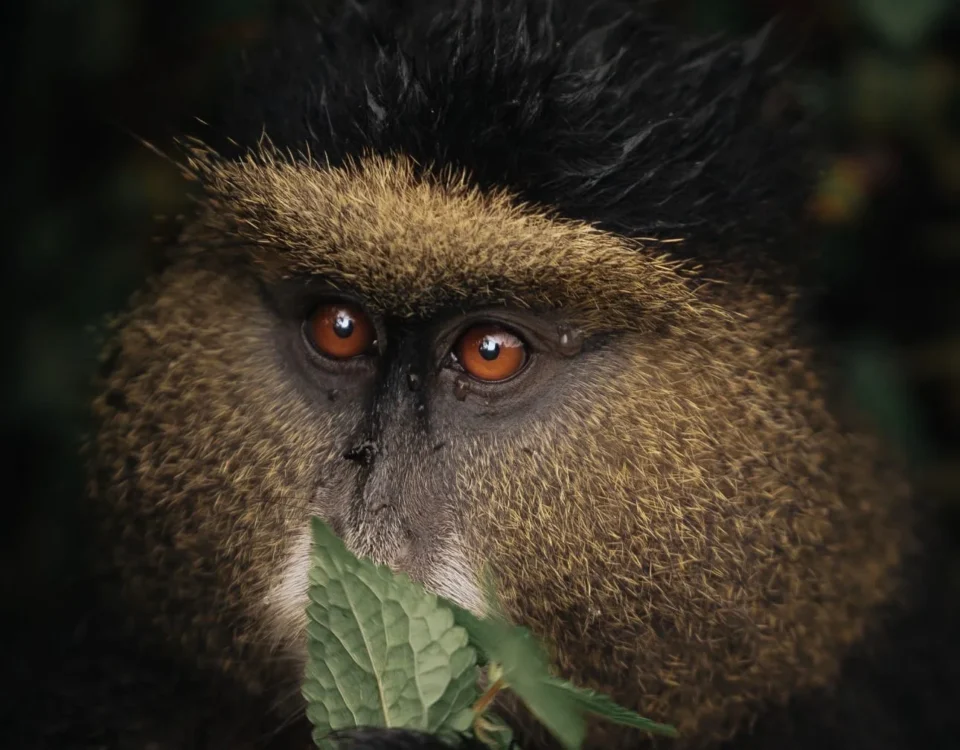 12-Day Tanzania and Rwanda Adventure Safari