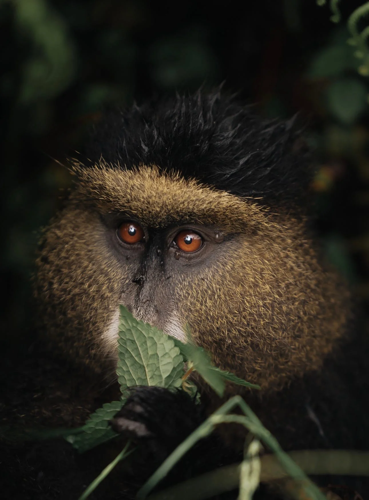 12-Day Tanzania and Rwanda Adventure Safari
