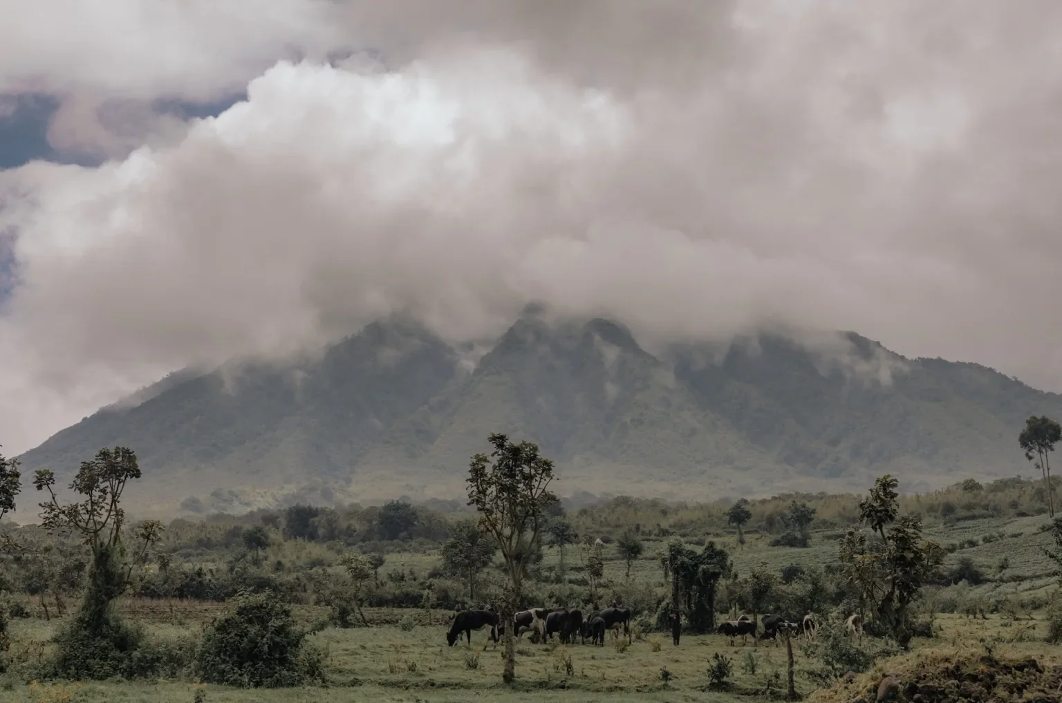 rwanda gorilla trekking cost
