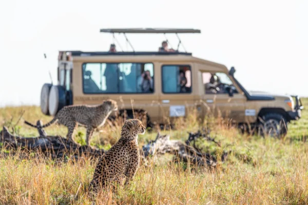 14-Day Uganda Most Popular Luxury Safari