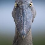 Birding in Uganda