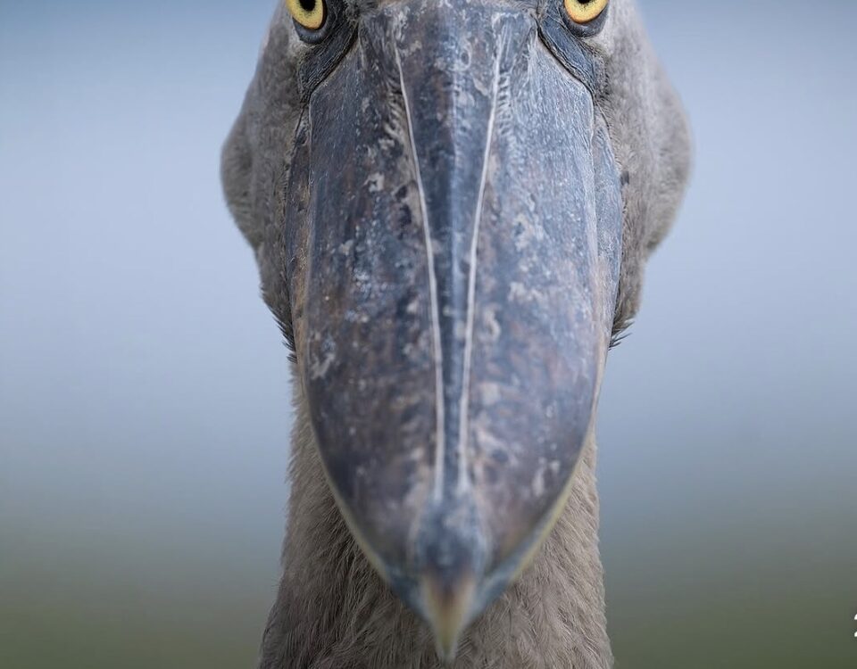 Birding in Uganda