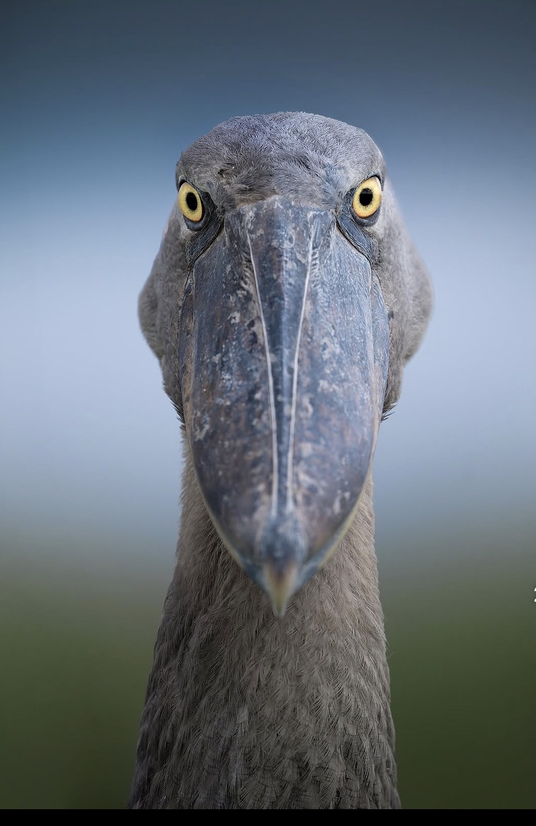 17 Days the Ultimate Birds and Wildlife Expedition