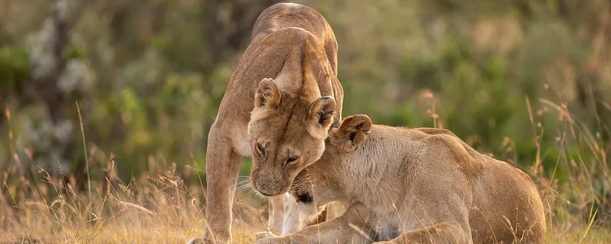 7-Day Uganda Wildlife Safari