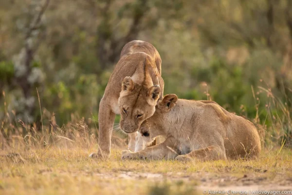 7-Day Uganda Wildlife Safari 7-Day Uganda Wildlife Safari