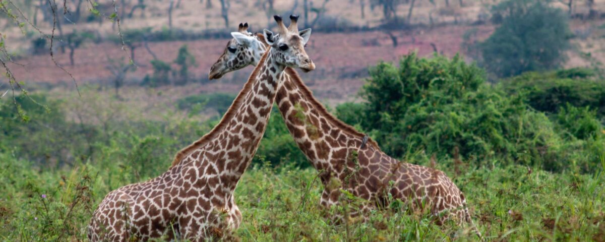 8-Day Rwanda Wildlife Safari