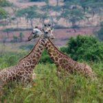 8-Day Rwanda Wildlife Safari