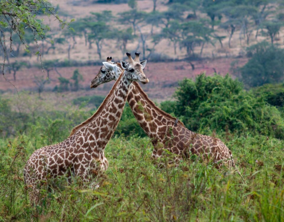 8-Day Rwanda Wildlife Safari
