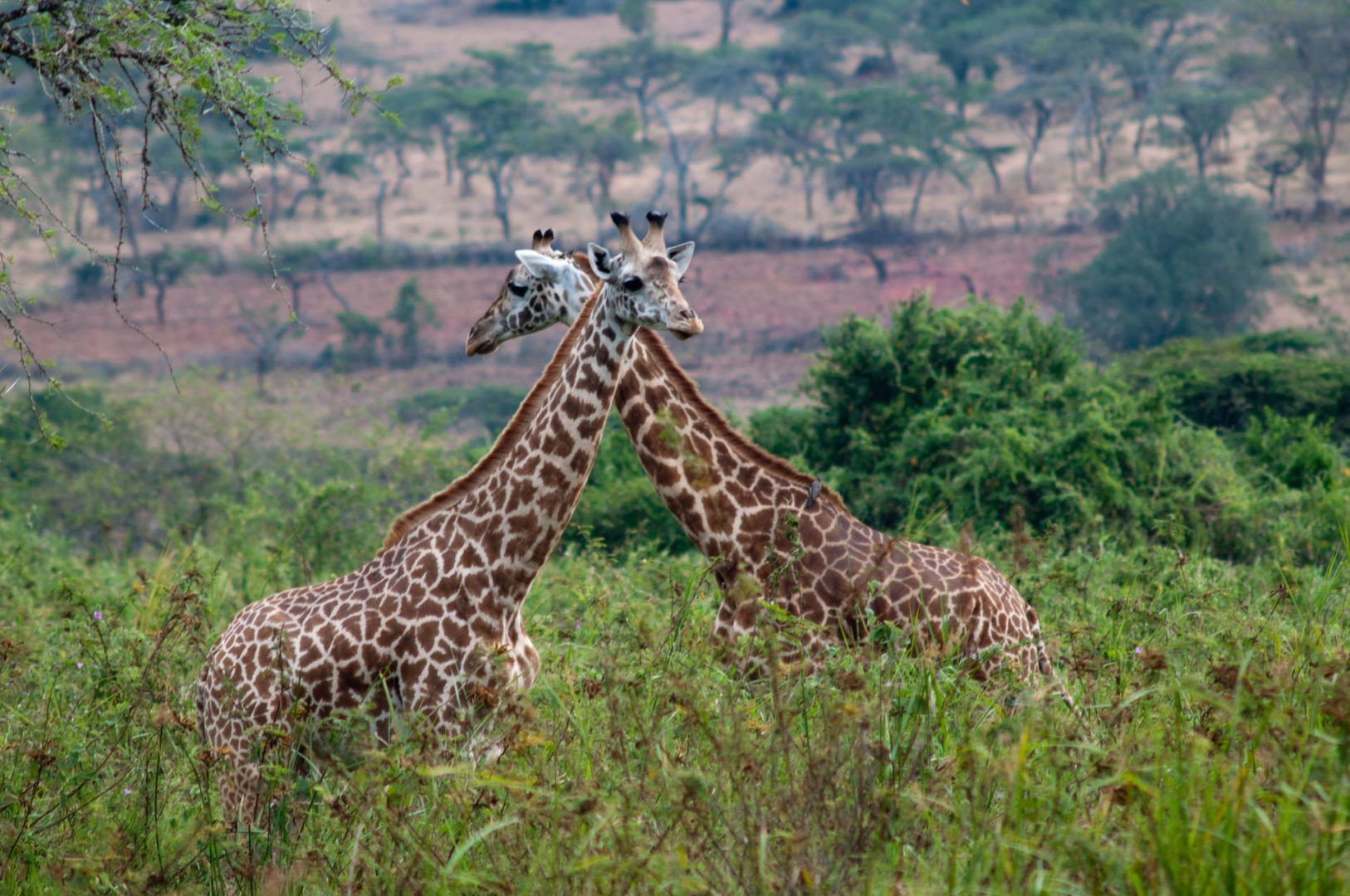 8-Day Rwanda Wildlife Safari