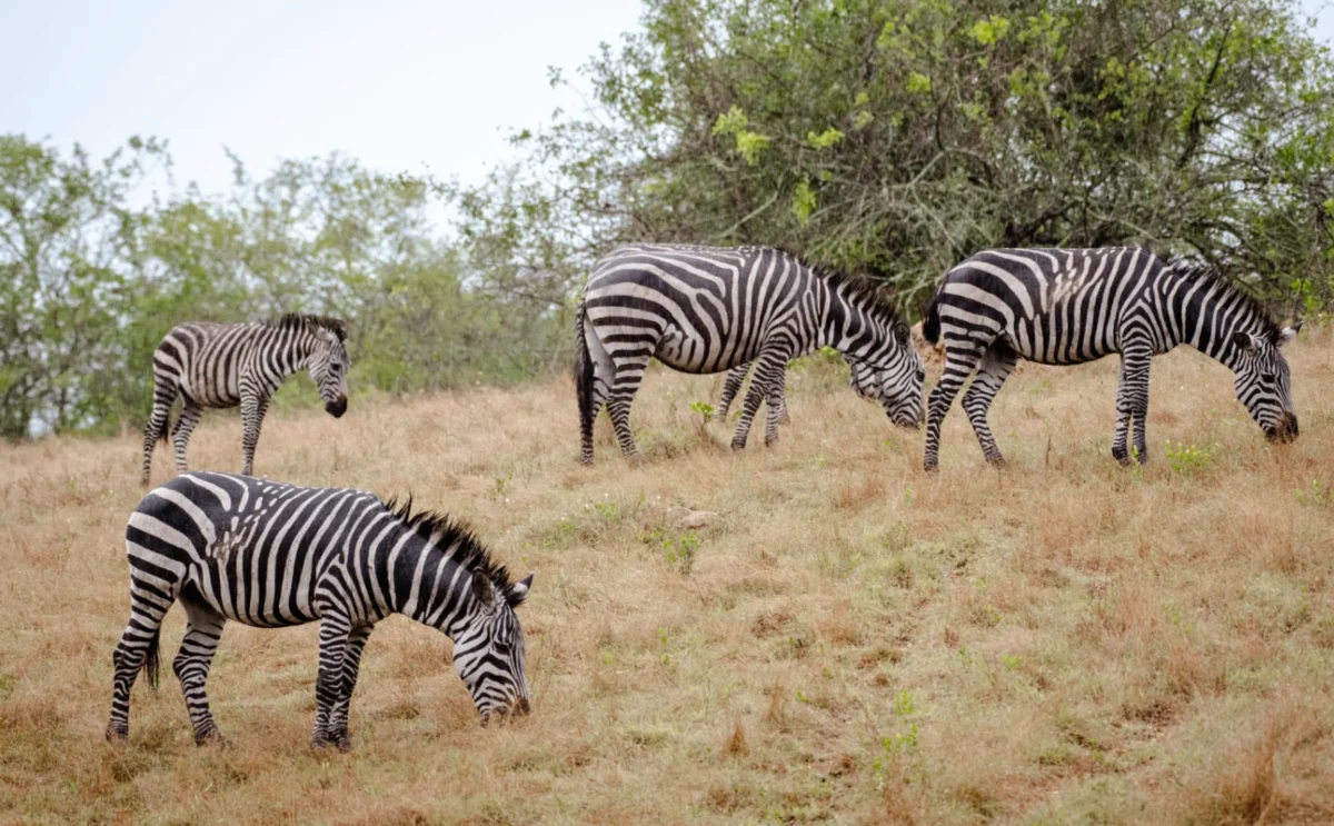 4-Day Uganda Gorilla Trekking and Night Safari