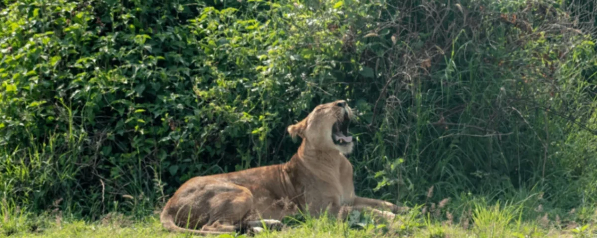 6-Day Uganda Adventure Tour