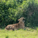 6-Day Uganda Adventure Tour