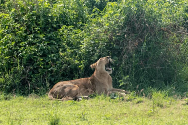 6-Day Uganda Adventure Tour 6-Day Uganda Adventure Tour