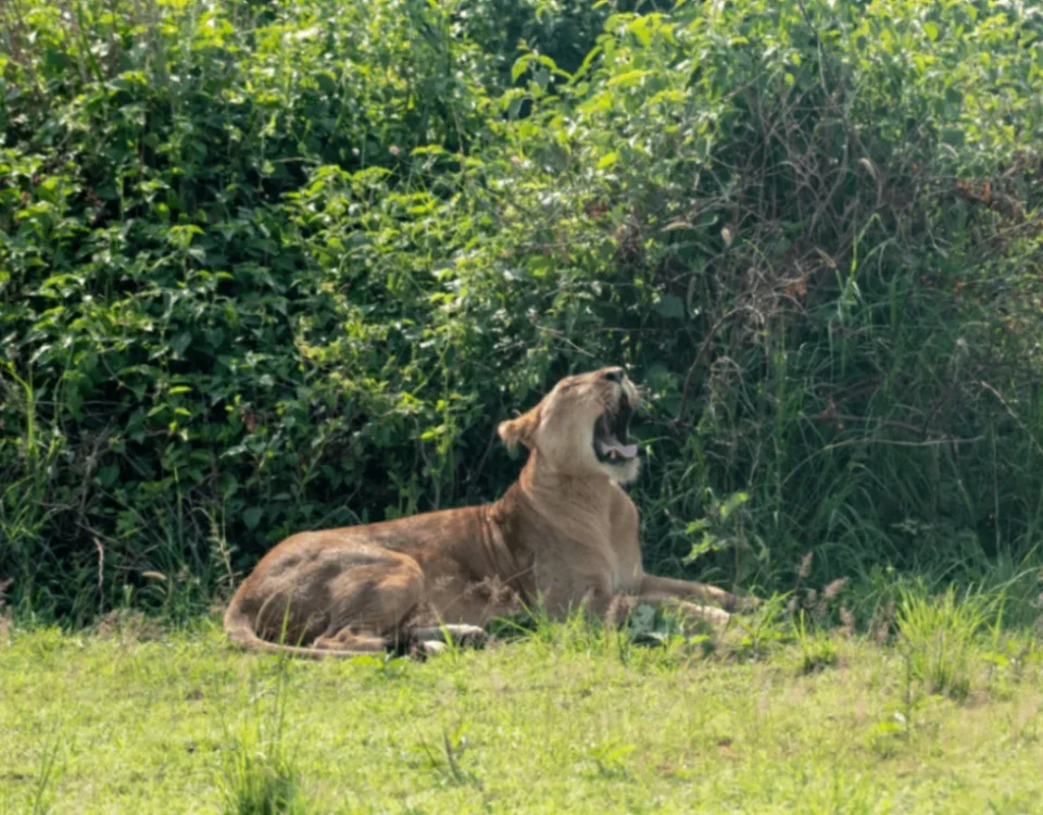 6-Day Uganda Adventure Tour