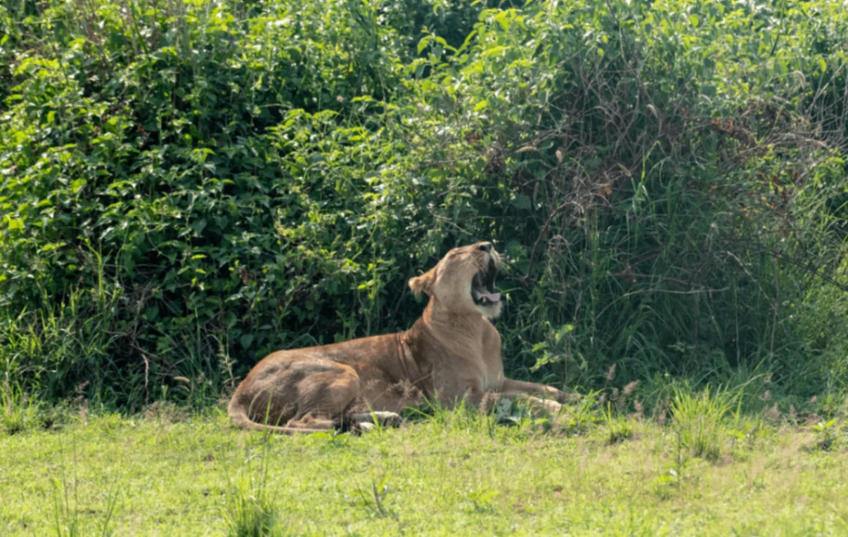 7-Day Uganda Adventure Tour