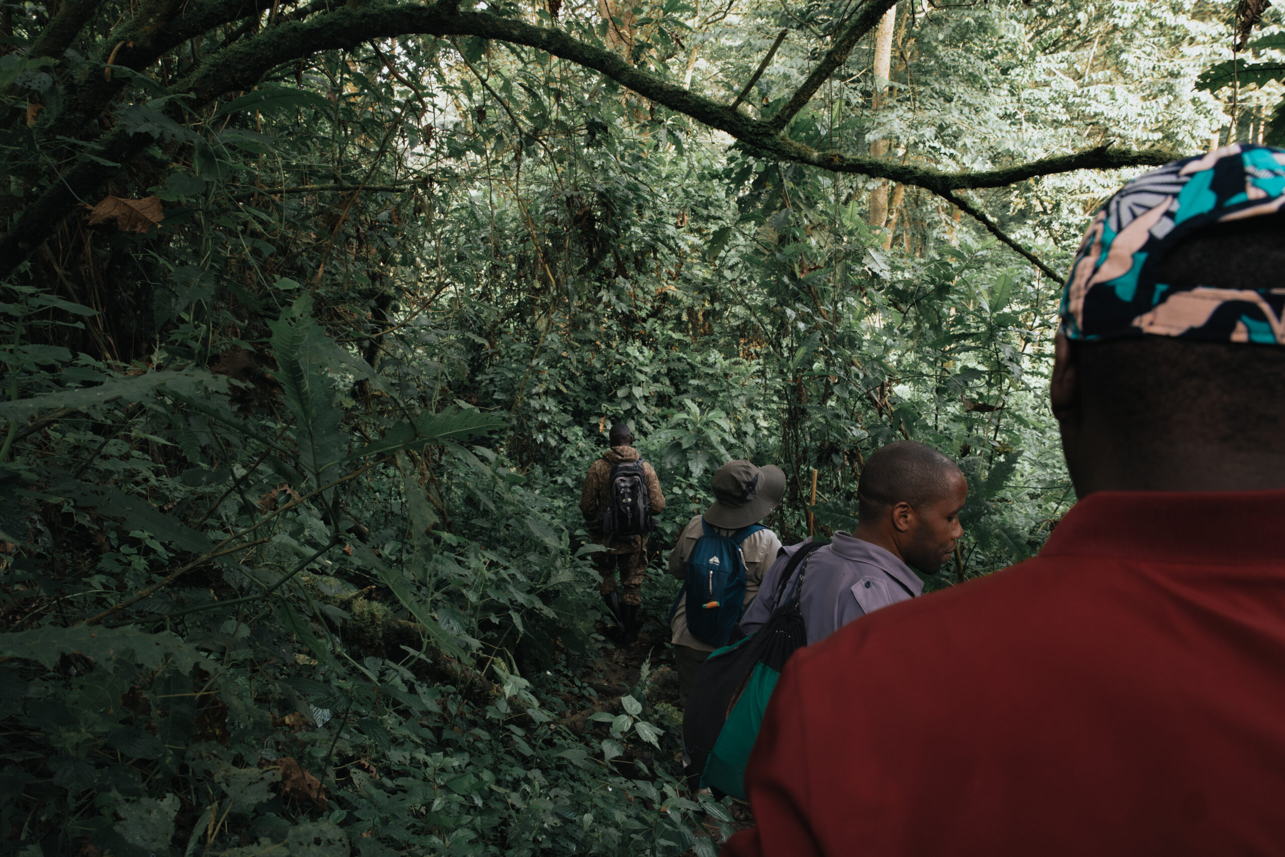 gorilla habituation experience vs gorilla trekking