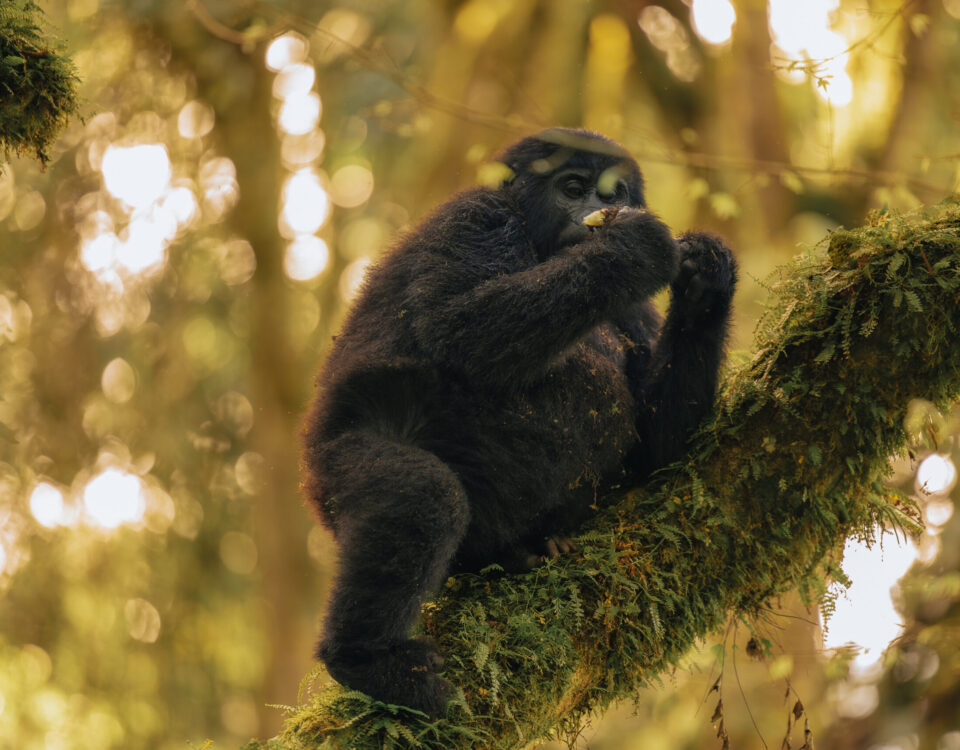 uganda gorilla trekking safaris