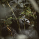 rwanda gorilla trekking cost