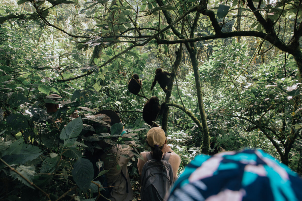 uganda gorilla trekking cost