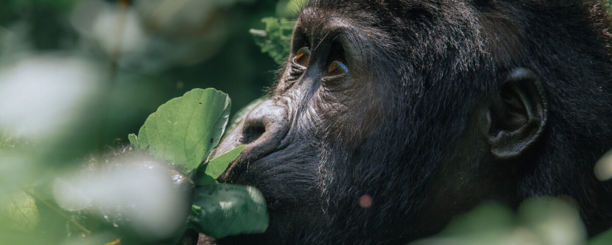 uganda gorilla trekking cost