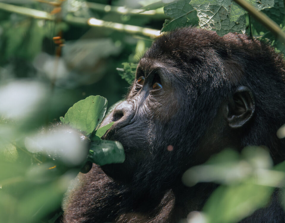 uganda gorilla trekking cost