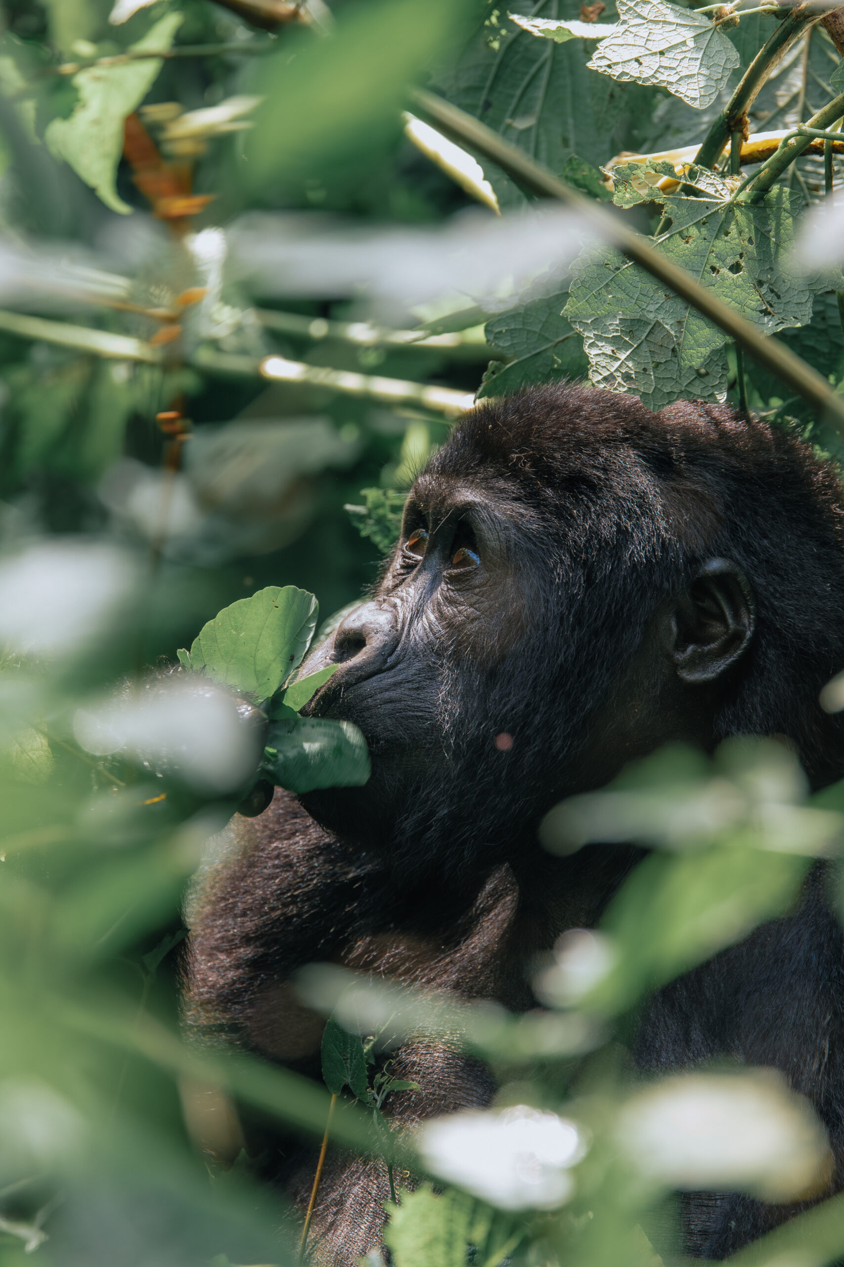 Gorilla trekking in Bwindi
