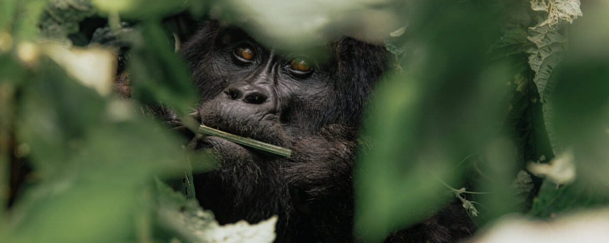 Why Do People Wear Masks When Gorilla Trekking?