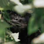Why Do People Wear Masks When Gorilla Trekking?