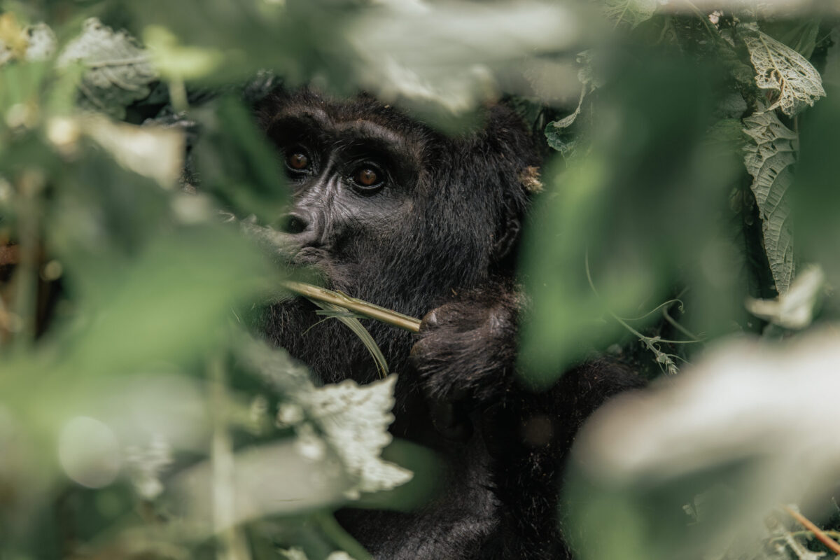 uganda gorilla trekking cost