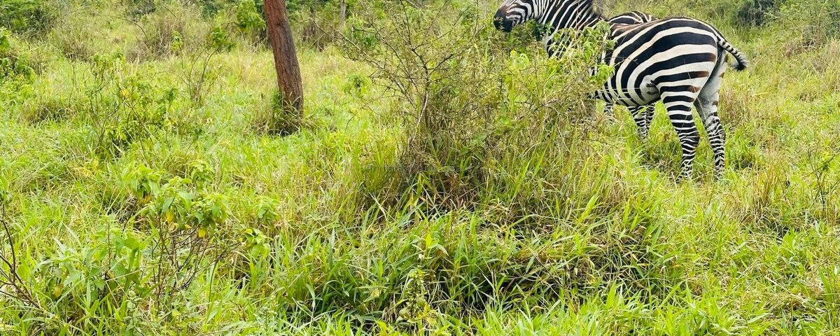 3-Day Lake Mburo Safari Uganda
