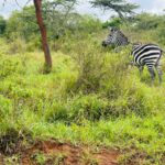 3-Day Lake Mburo Safari Uganda