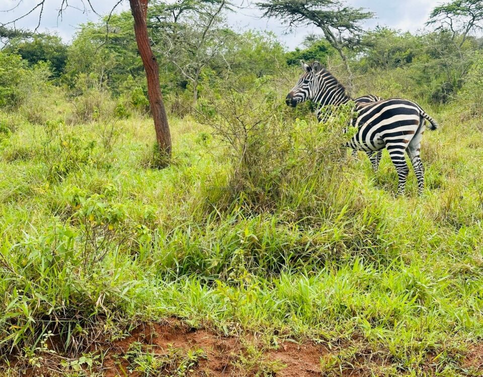 3-Day Lake Mburo Safari Uganda