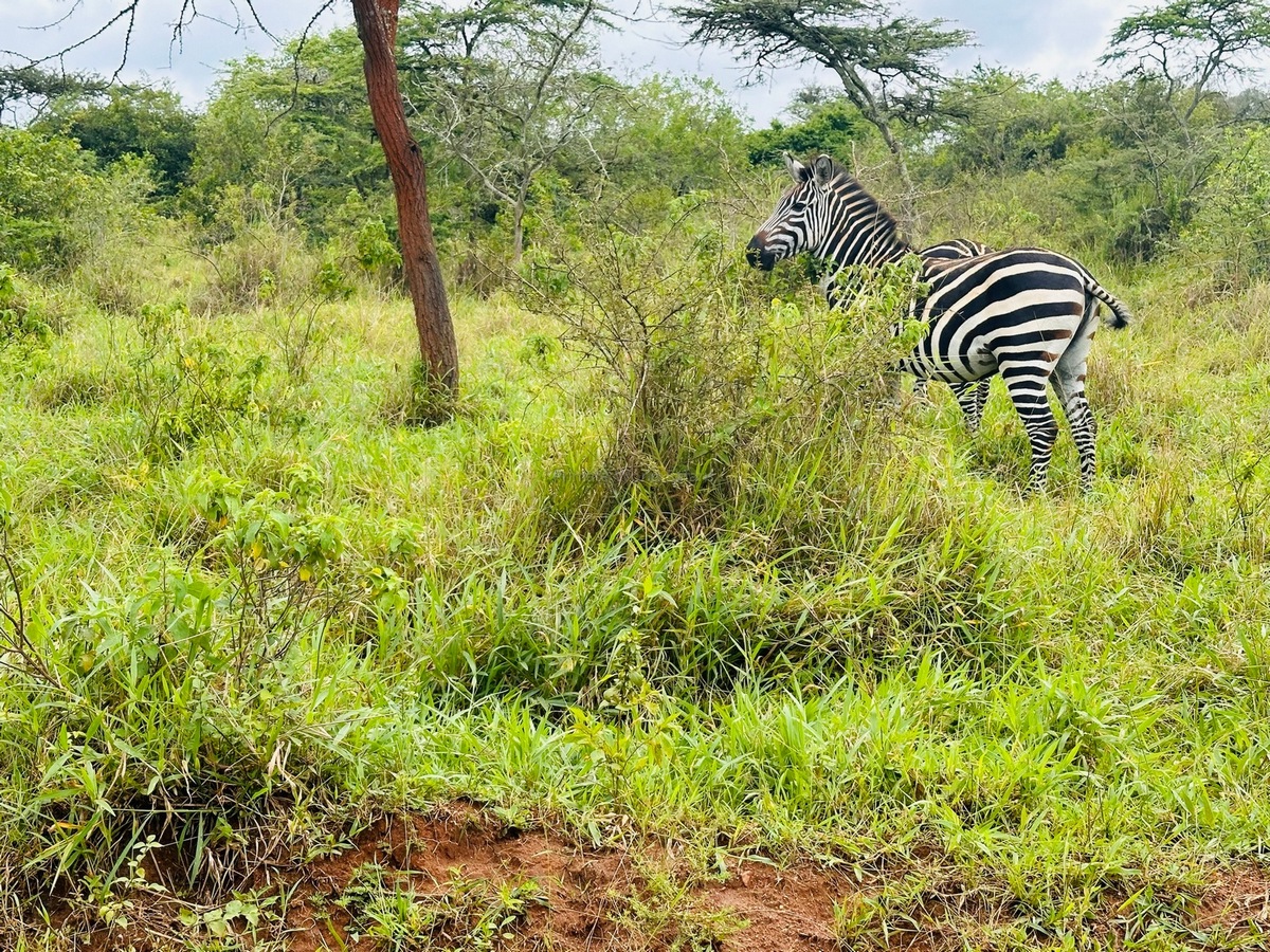 3-Day Lake Mburo Safari Uganda