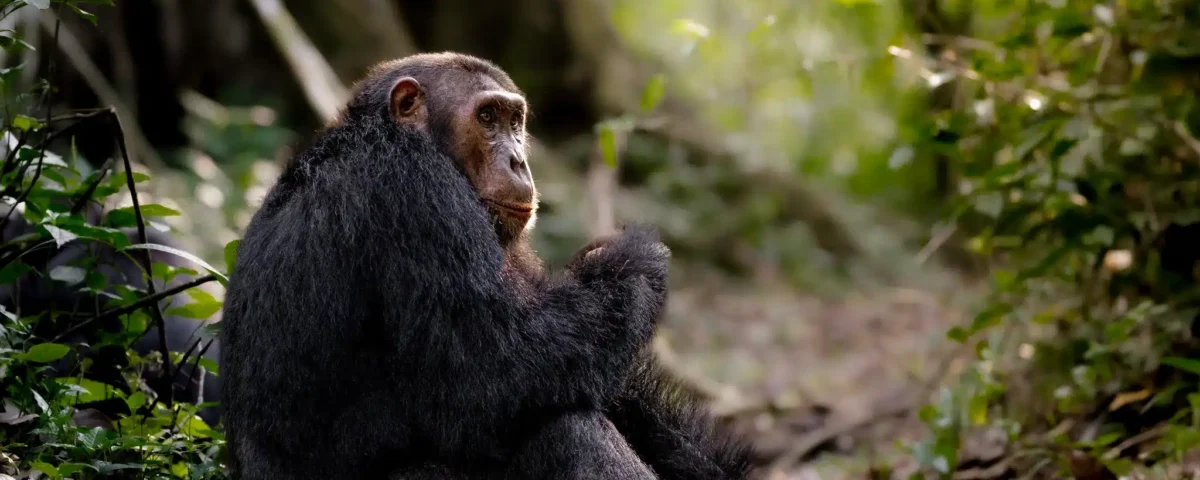 4-Day Rwanda Chimpanzee Tracking in Nyungwe Forest National Park