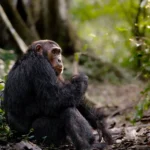 4-Day Rwanda Chimpanzee Tracking in Nyungwe Forest National Park