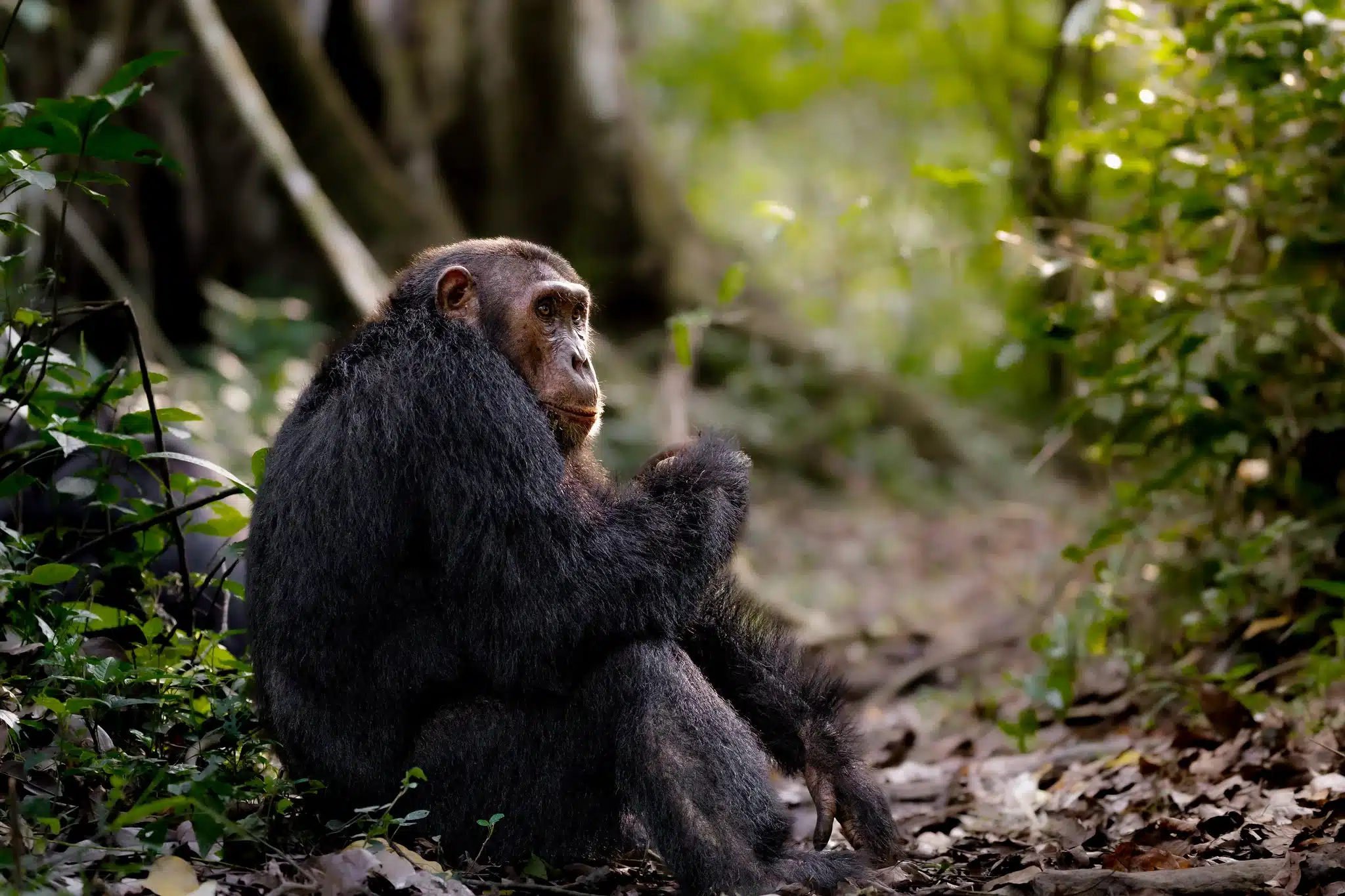 4-Day Rwanda Chimpanzee Tracking in Nyungwe Forest National Park