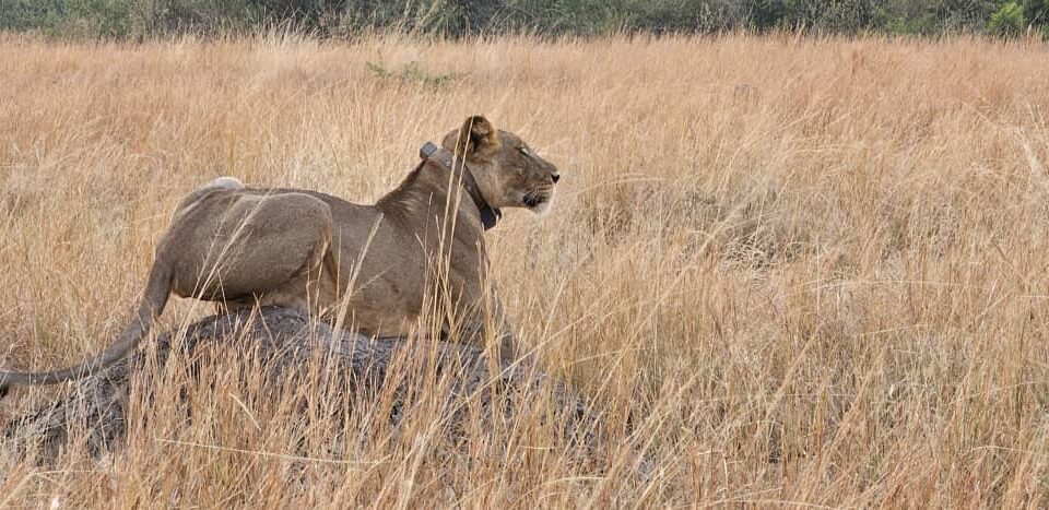 4-Day Rwanda Wildlife Safari to Akagera