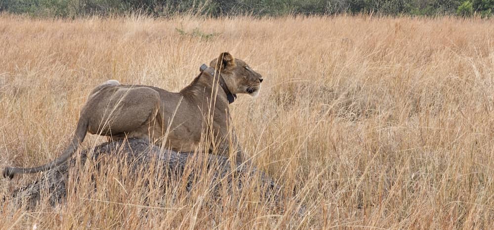 4-Day Rwanda Wildlife Safari to Akagera National Park