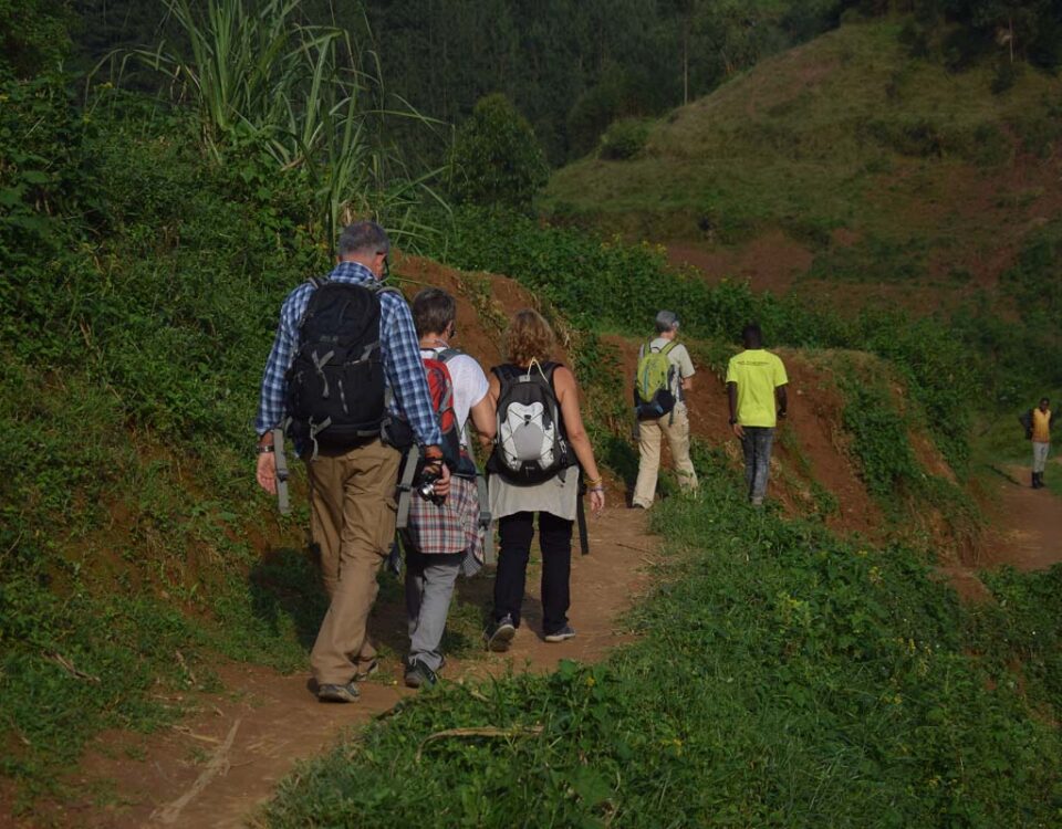 4-Day Uganda Gorilla Habituation Experience