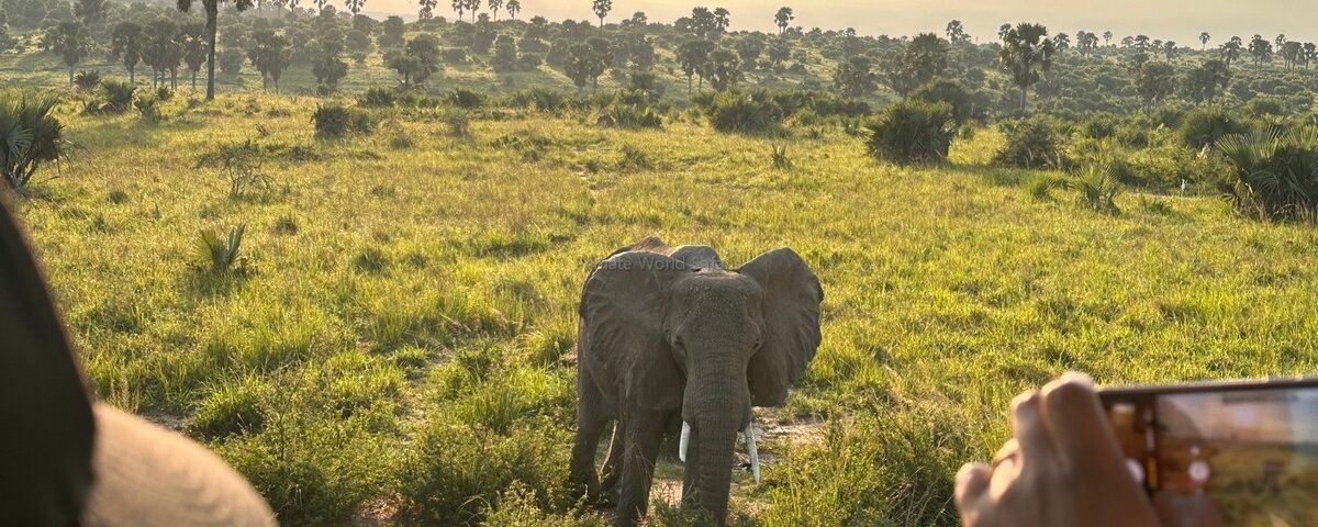 6-Day Uganda Primate Experience Safari