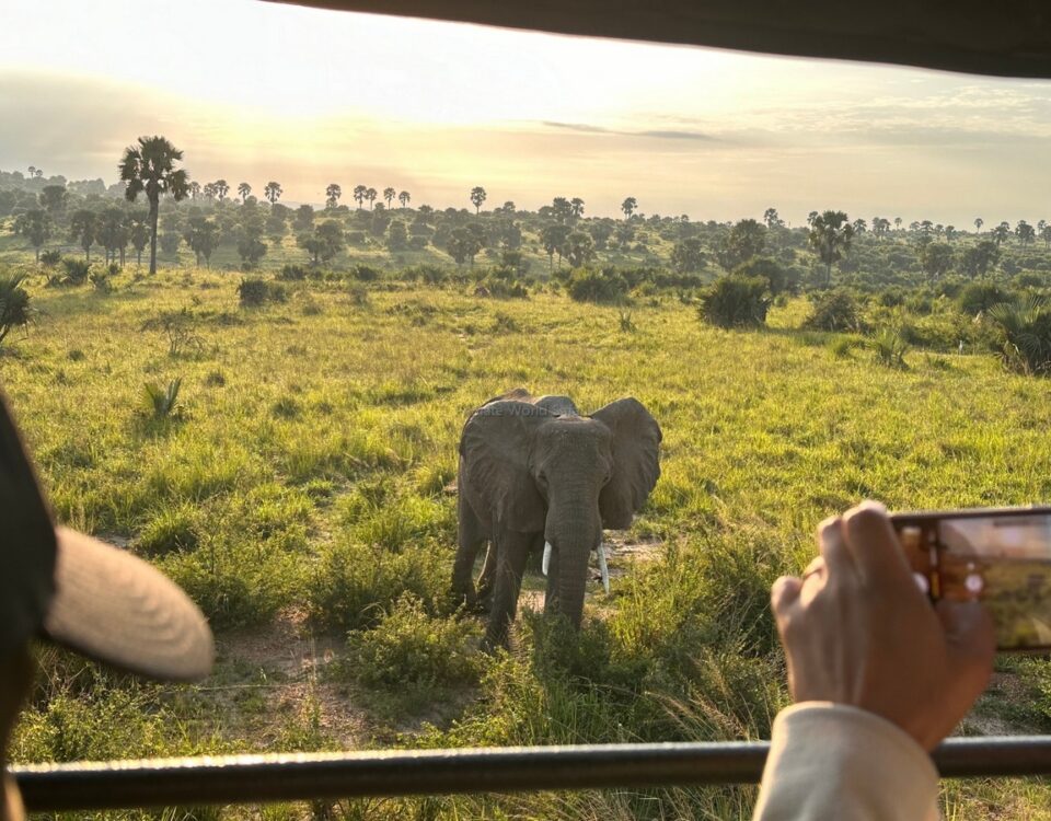 6-Day Uganda Primate Experience Safari