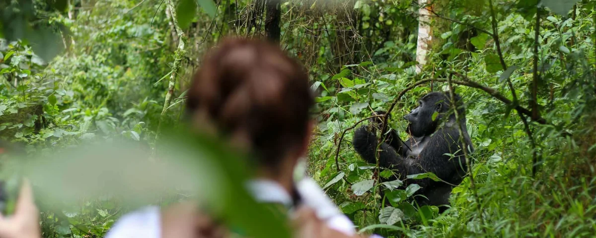 7-Day Best of Rwanda Safari