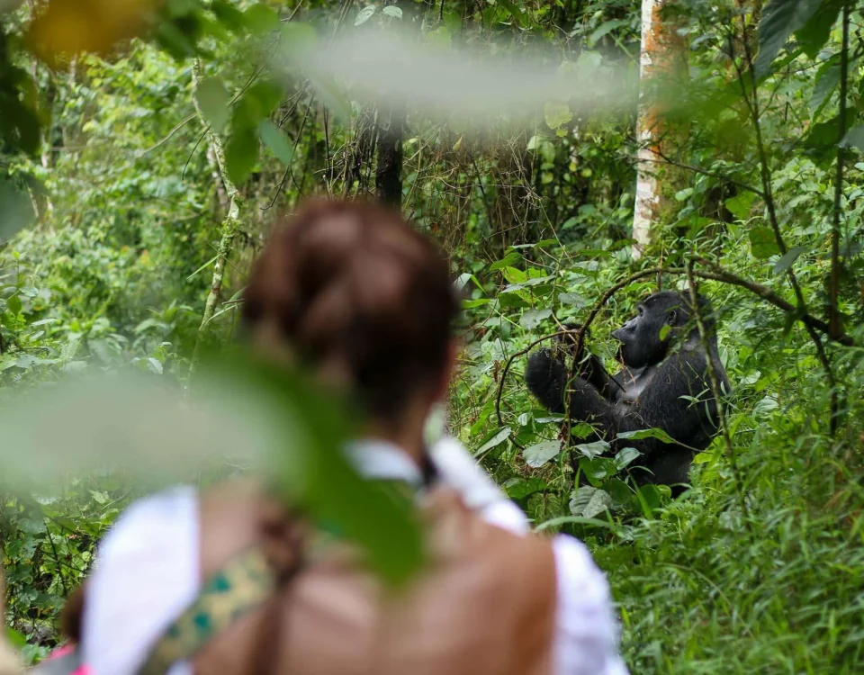 7-Day Best of Rwanda Safari