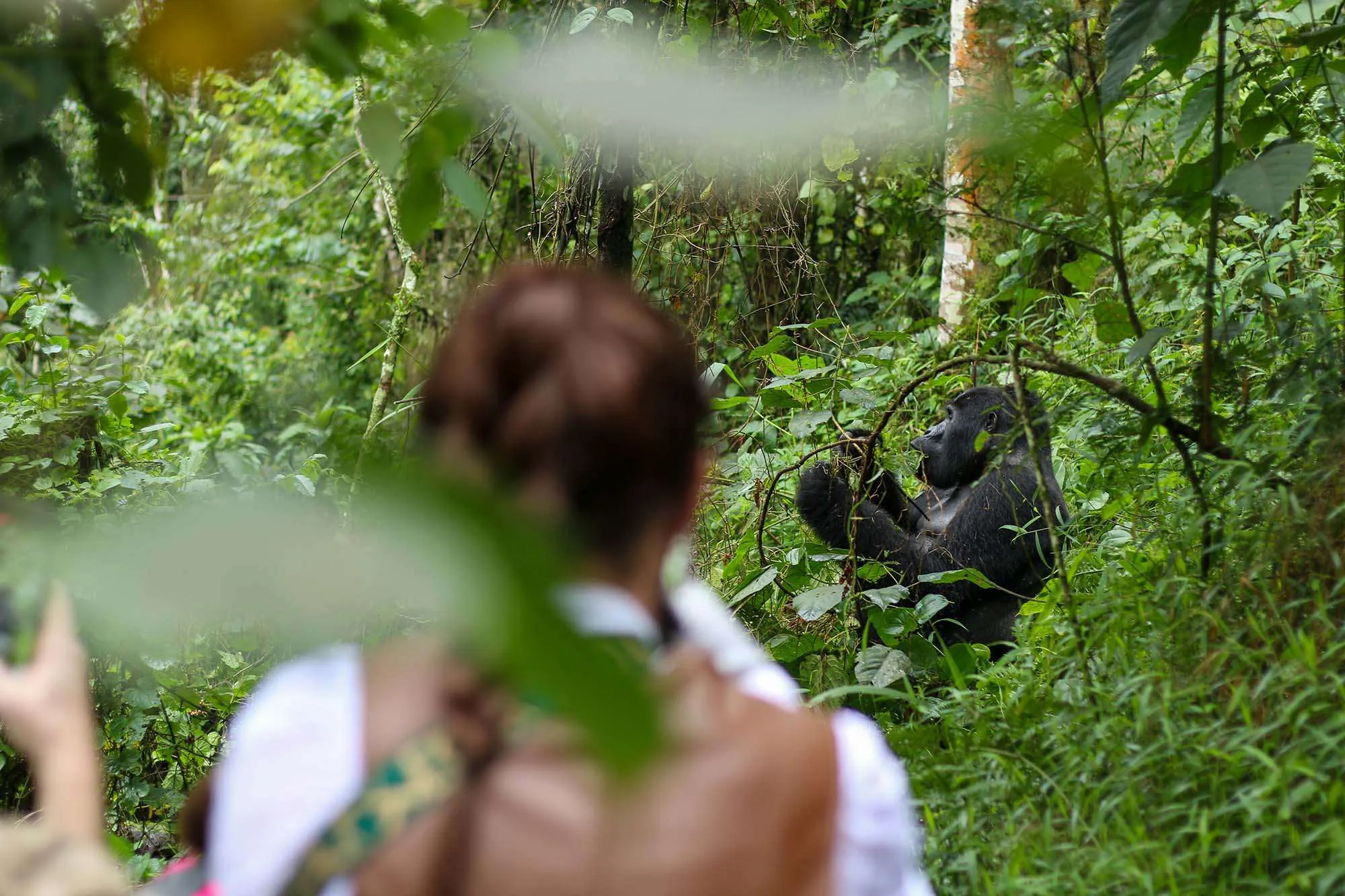7-Day Best of Rwanda Safari