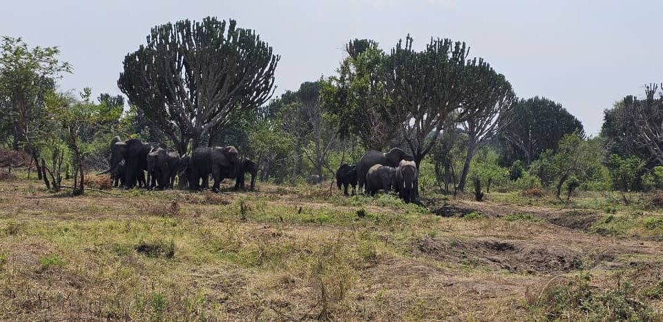 7-Day Tanzania Uganda Gorilla Trekking & Wildlife Safari