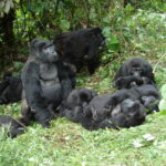 7-Day Uganda Gorilla Trekking & Wildlife Holiday