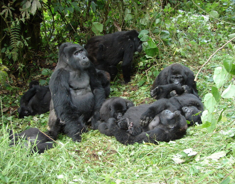 7-Day Uganda Gorilla Trekking & Wildlife Holiday