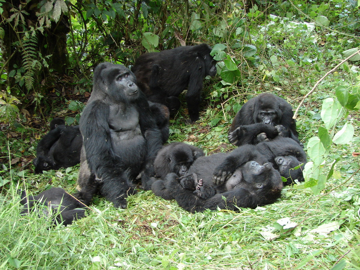 7 Day Uganda Gorilla Trekking & Wildlife Holiday