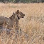 8-Day Uganda Wildlife and Primate Safari